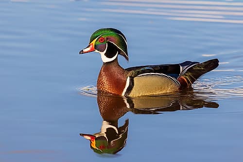 Wood duck male in wetland, Marion County, Illinois. Art Print